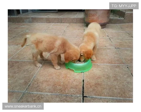 皮斯托瑞斯家的冰箱里塞满蛋白粉，连狗粮都是定制低脂的